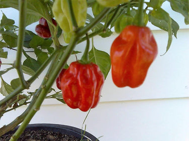 40 Orange SCOTCH BONNET PEPPER very hot Jamaican Capsicum Annuum Vegetable Seeds